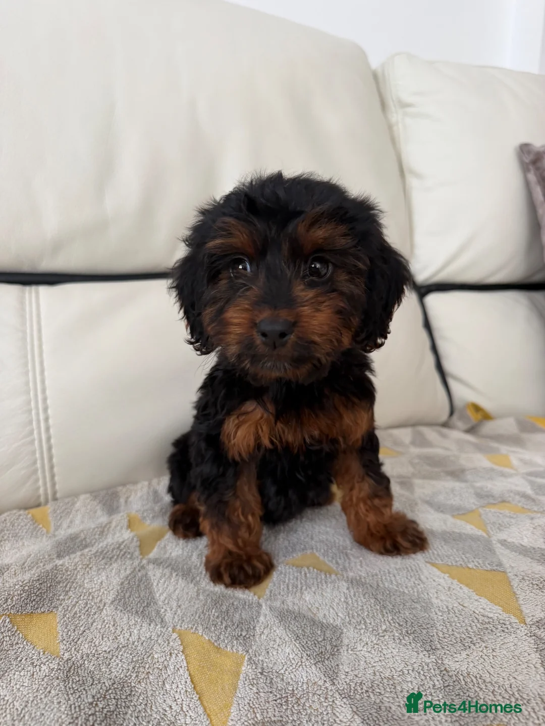 Cockapoo dogs for sale: Cockapoos ready now  - Advert 1