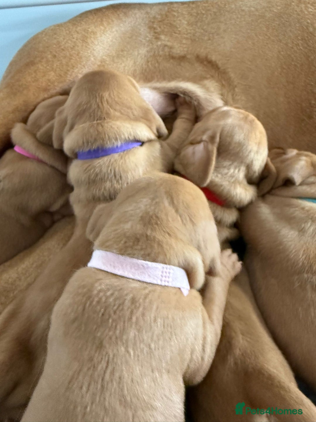 Hungarian Vizsla dogs for sale: KC regarding Hungarian Vizsla puppies - Image 12