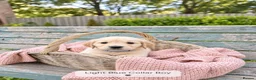 Golden Retriever dogs for sale: Beautiful KC Puppies No Endorsements  - Advert 5