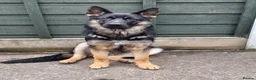 German Shepherd dogs for sale: German shepherd pups in Doncaster - Advert 1