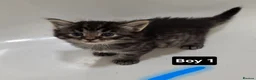 Persian cats for sale: Fluffy Perisan Kittens looking for Forever Homes in Edinburgh - Advert 24