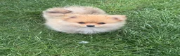 Pomeranian dogs for sale: Beautiful friendly and playful puppys pomeranians - Advert 11