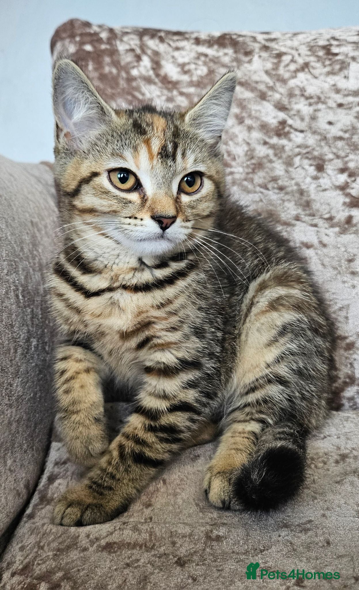 Mixed Breed cats British blue shorthair crossed tabby female    - Advert 1