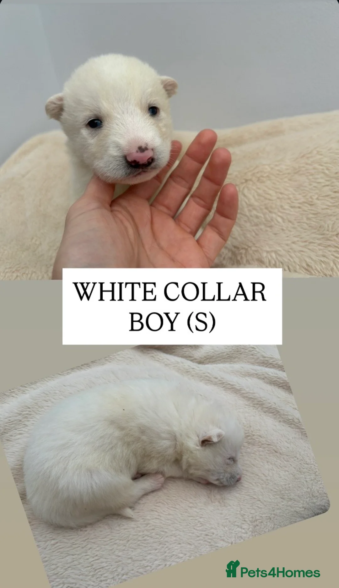 Shepsky dogs for sale: STUNNING SHEPSKY PUPPIES! - Advert 5