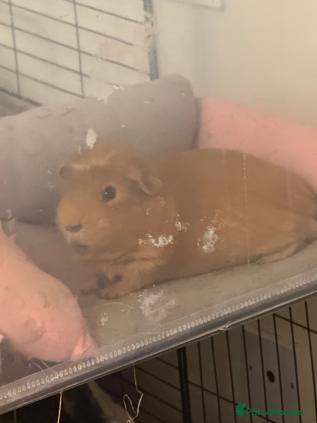 Guinea Pig rodents for sale: 1yr old male guinea pig - Advert 1