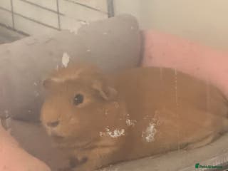 Guinea Pig rodents 1yr old male guinea pig - Advert 3