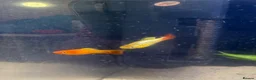 Platies fish for sale: Platy fish for sale in Middlesbrough - Advert 6