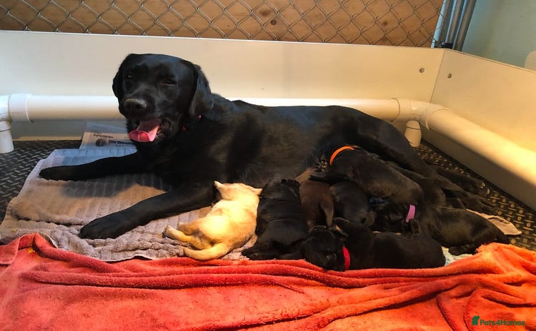 Labrador Retriever dogs - Advert 1