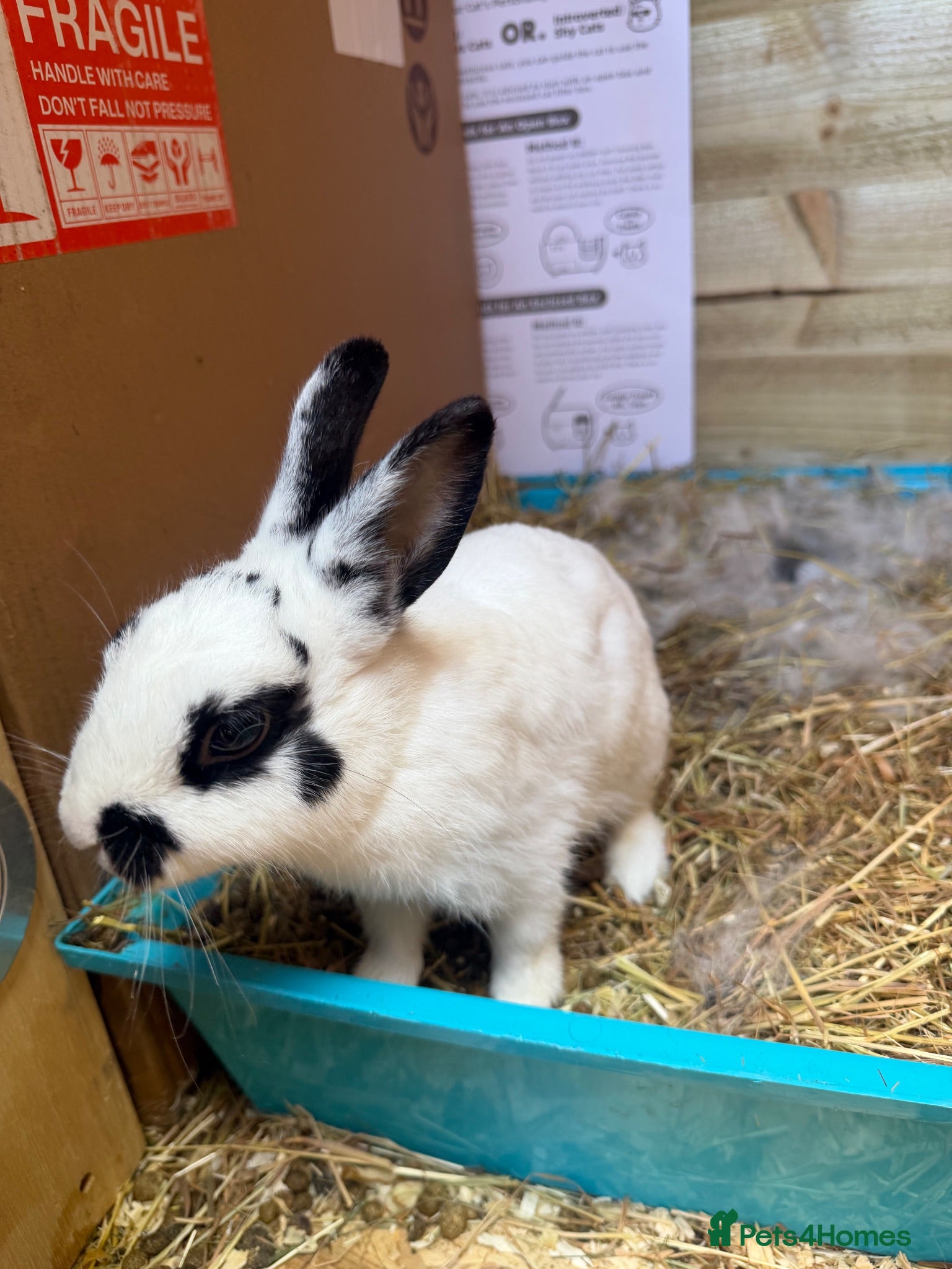 Mixed Breed rabbits ✨🐇Cute Mixed Breed Baby Bunnies Available😍🐇 - Advert 2