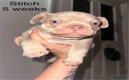 French Bulldog dogs for sale: KC registered French Bulldog puppies. READY 31/8 - Image 20