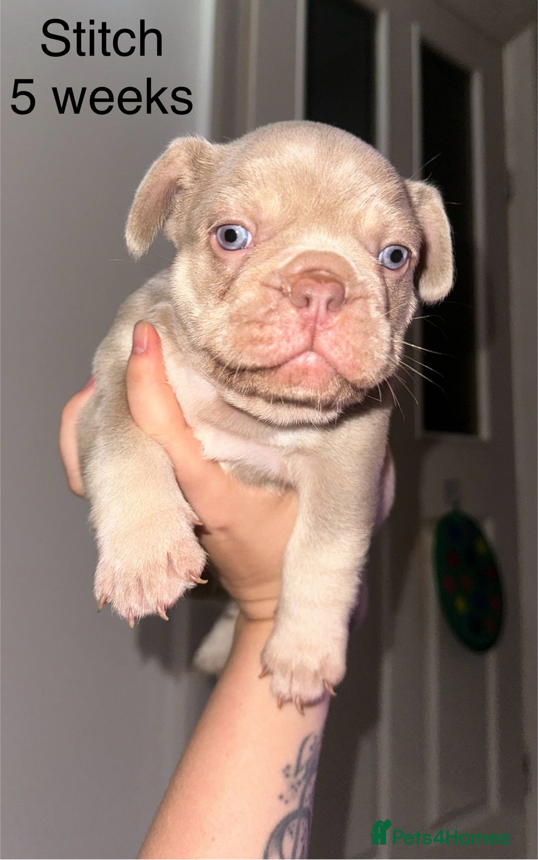 French Bulldog dogs for sale: KC registered French Bulldog puppies. READY 31/8 - Image 20