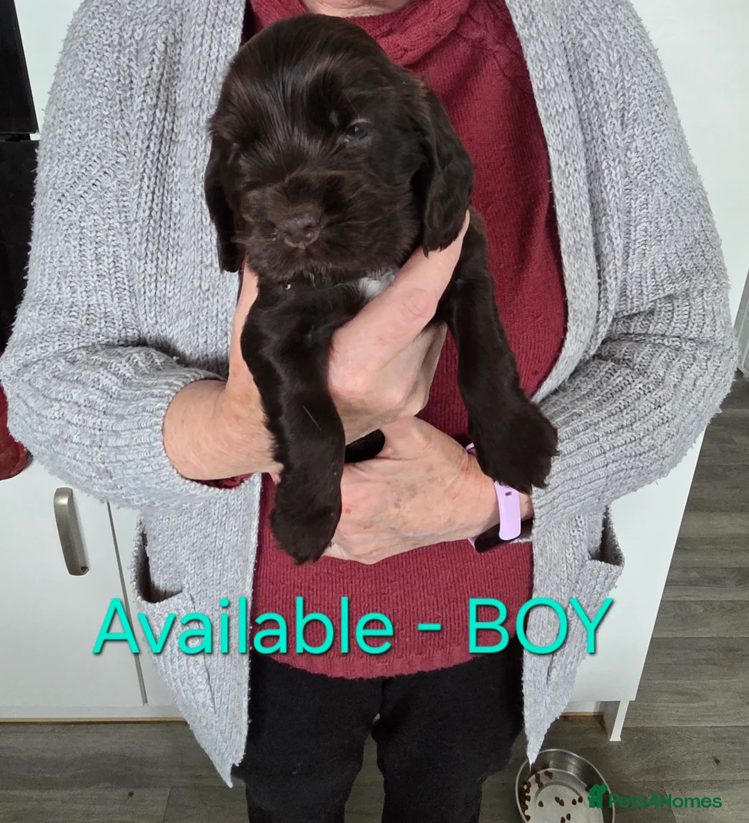 Cocker Spaniel dogs for sale: Beautiful well bred Cocker Spaniels - Advert 4