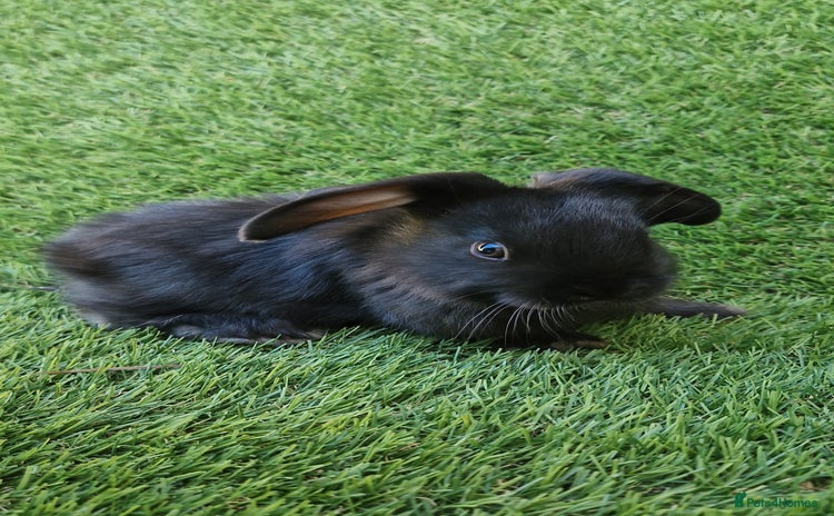 Mini Lop rabbits - Advert 6