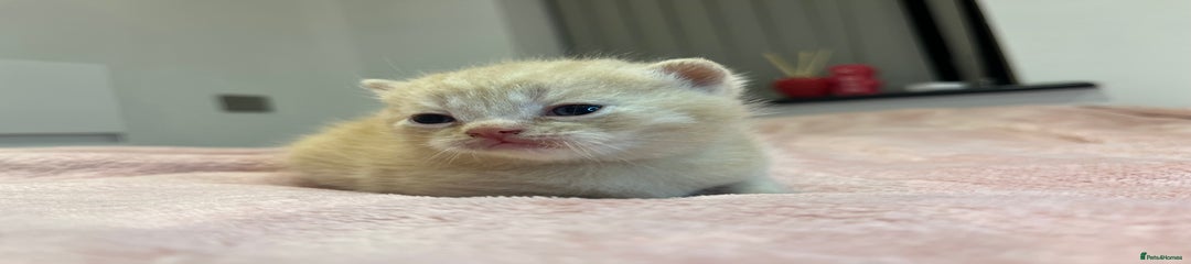 Brazilian Shorthair Kitten 3