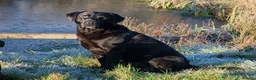 Mixed Breed dogs for sale: 3/4 Labrador Puppies for sale in Barrow-in-Furness - Advert 23