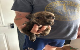 Mixed Breed dogs for sale: French Bull Jacks  (2 x boys 1 x girl) - Image 9