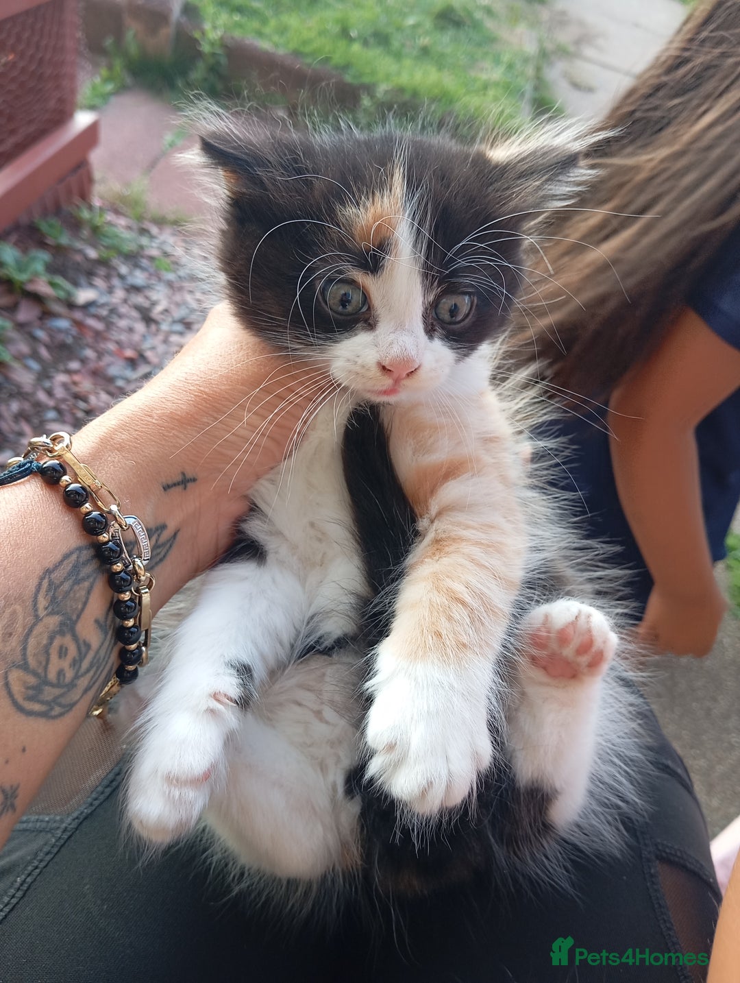 European cats for sale: Kitten  - Image 7