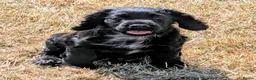 Cocker Spaniel dogs for sale: Ready now, black male pedigree cocker spaniel pup - Advert 4