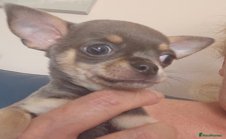 Chihuahua dogs in Huntingdon - Advert 7