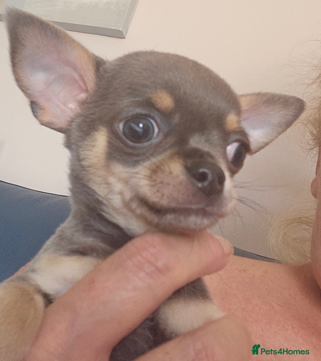 Chihuahua dogs for sale: 2 male Chihuahuas back for sale reduced to 995  in Huntingdon - Image 12