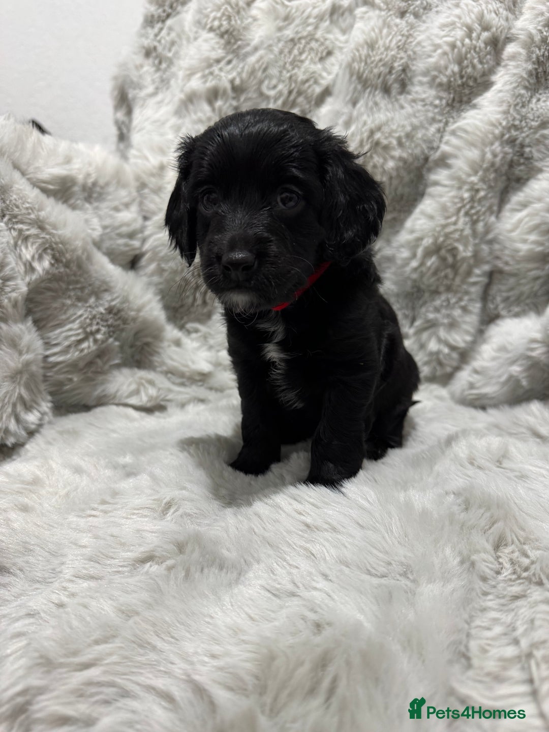 Cockapoo dogs for sale: F2 cockapoo puppies  - Advert 18