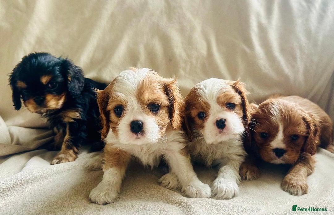 Cavalier King Charles Spaniel dogs for sale:  KC, Health Tested, ready to leave now  - Advert 9