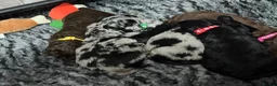 Double Doodle dogs for sale: Adorable Double Doodles - blue Merle, choc, black - Advert 4