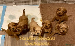 Cockapoo dogs for sale: Yankee doodles cockapoos  - Advert 6