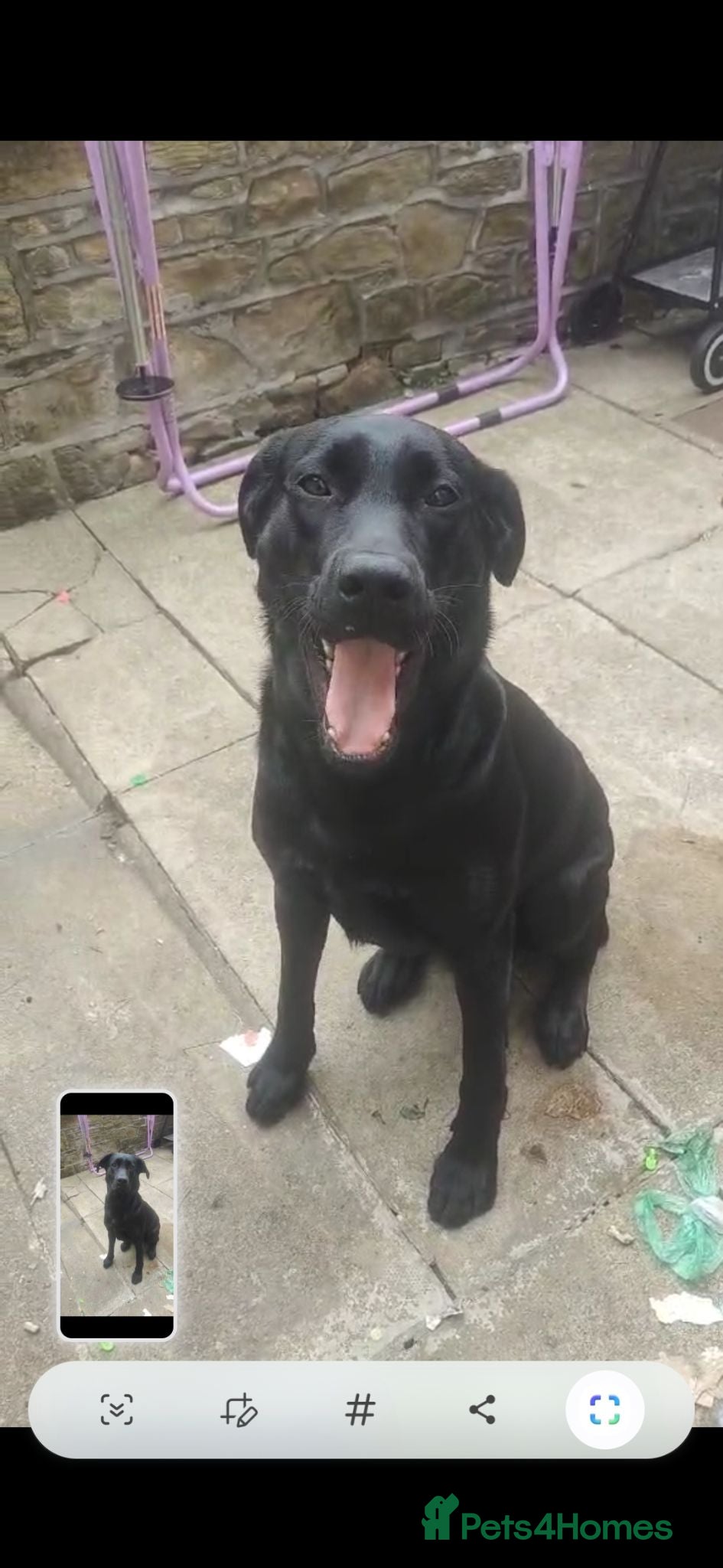 Labrador Retriever dogs Milo is looking for a new home  - Advert 13