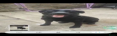 Labrador Retriever 1