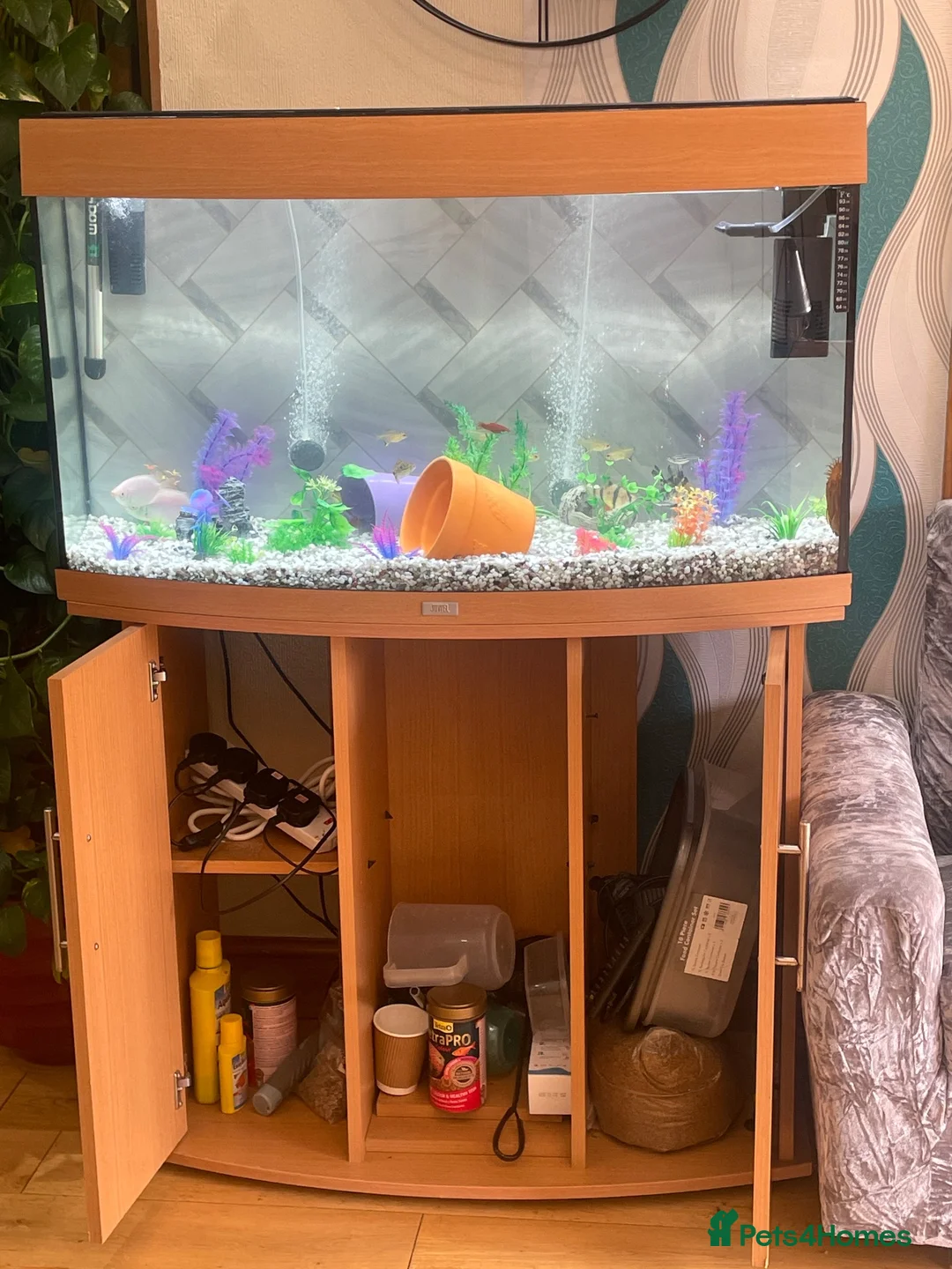 Other/Mixed Breed fish for sale: Very healthy and beautiful fish for sale in Peterborough - Advert 2