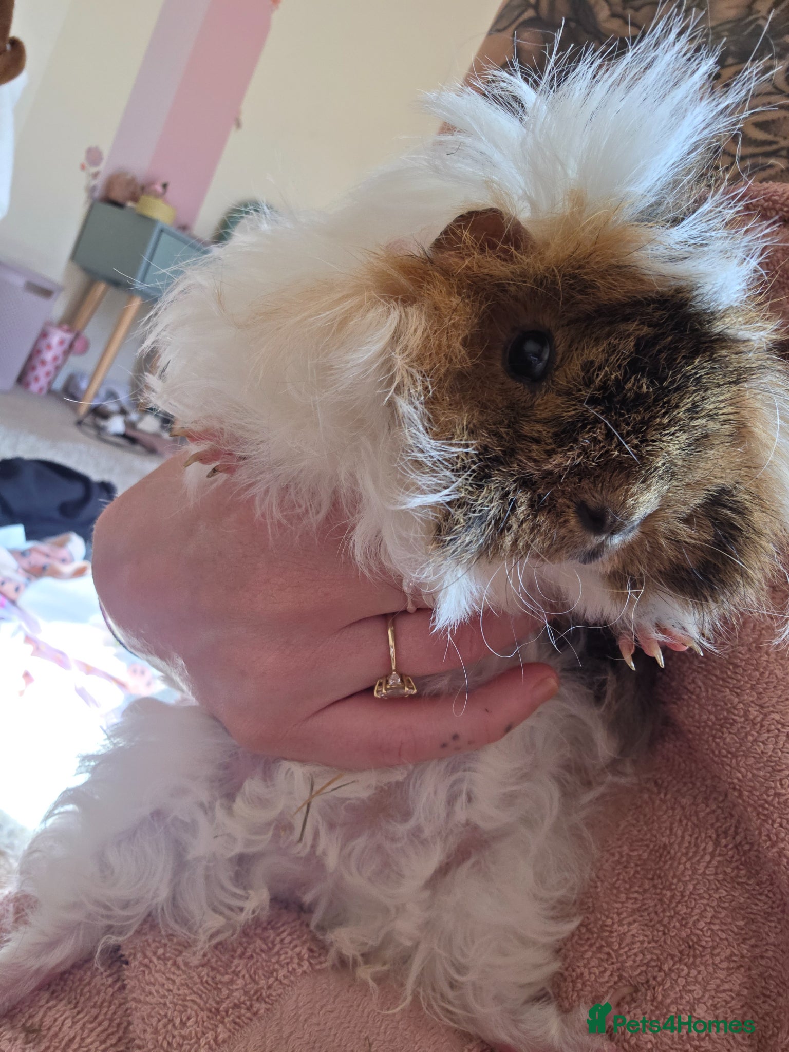 Mixed Breed rodents 3 female guinea pigs - Advert 1