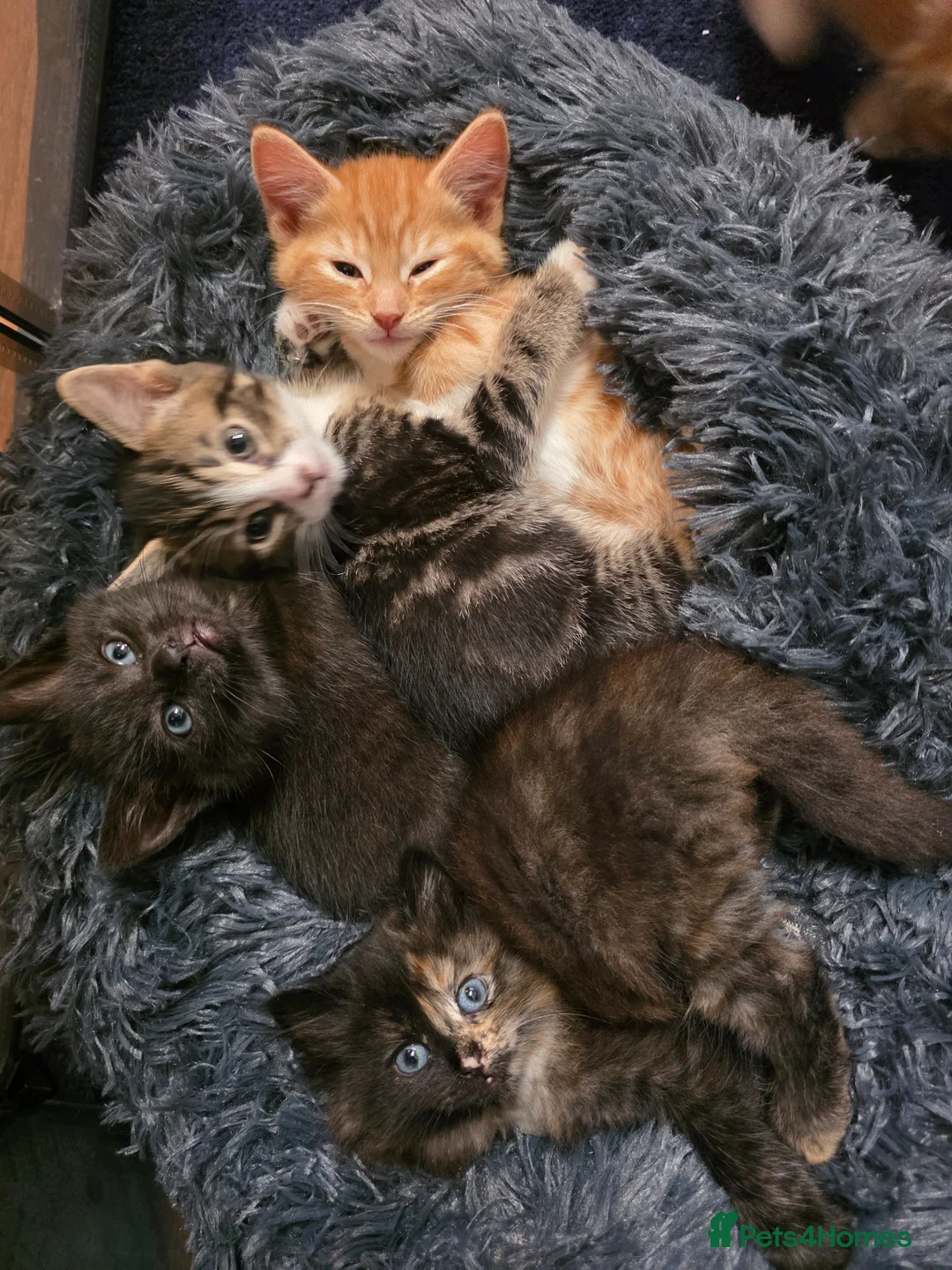 Mixed Breed cats for sale: Adorable kittens  - Advert 1