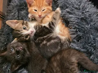 Mixed Breed cats Adorable kittens - Advert 4
