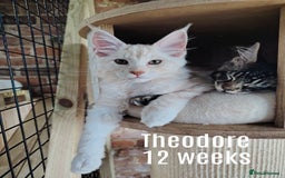 Maine Coon cats for sale: Home raised stunning Mainecoon boys. - Image 4