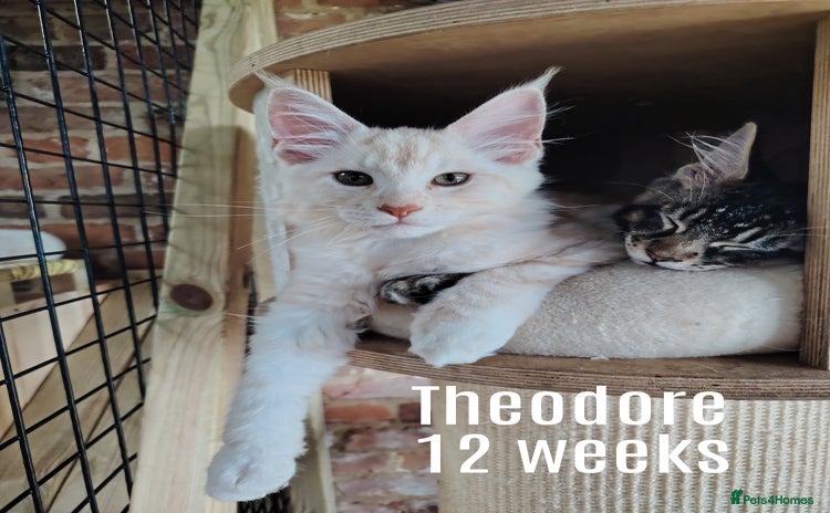 Maine Coon cats for sale - Advert 1