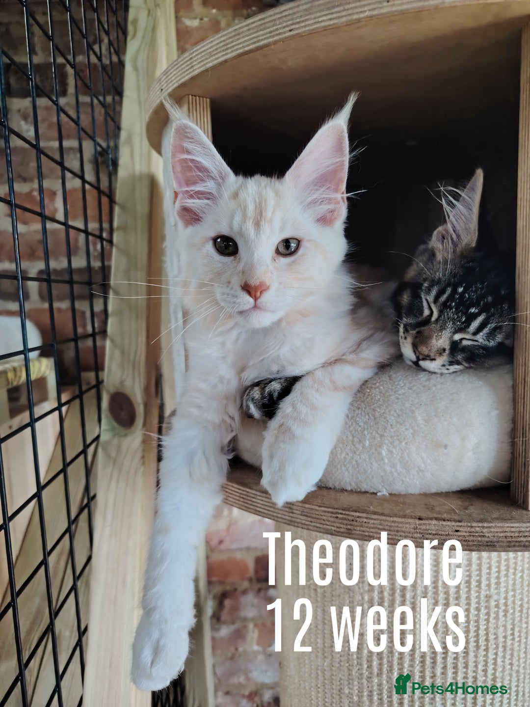 Maine Coon cats for sale: Home raised stunning Mainecoon boys. - Image 4