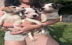 American Bulldog dogs for sale: Ready now Beautiful litter American bulldog puppy - Image 17