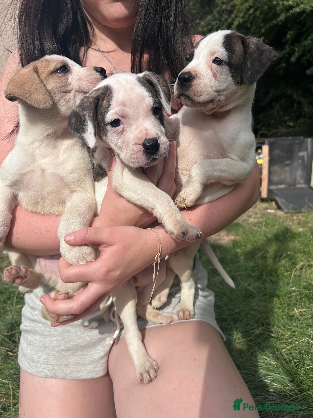American Bulldog dogs for sale: Ready now Beautiful litter American bulldog puppy - Image 17