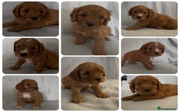 Mixed Breed dogs for sale: Cockapoo/Cavapoo Mix Puppies Available 10 Nov 25 - Image 3
