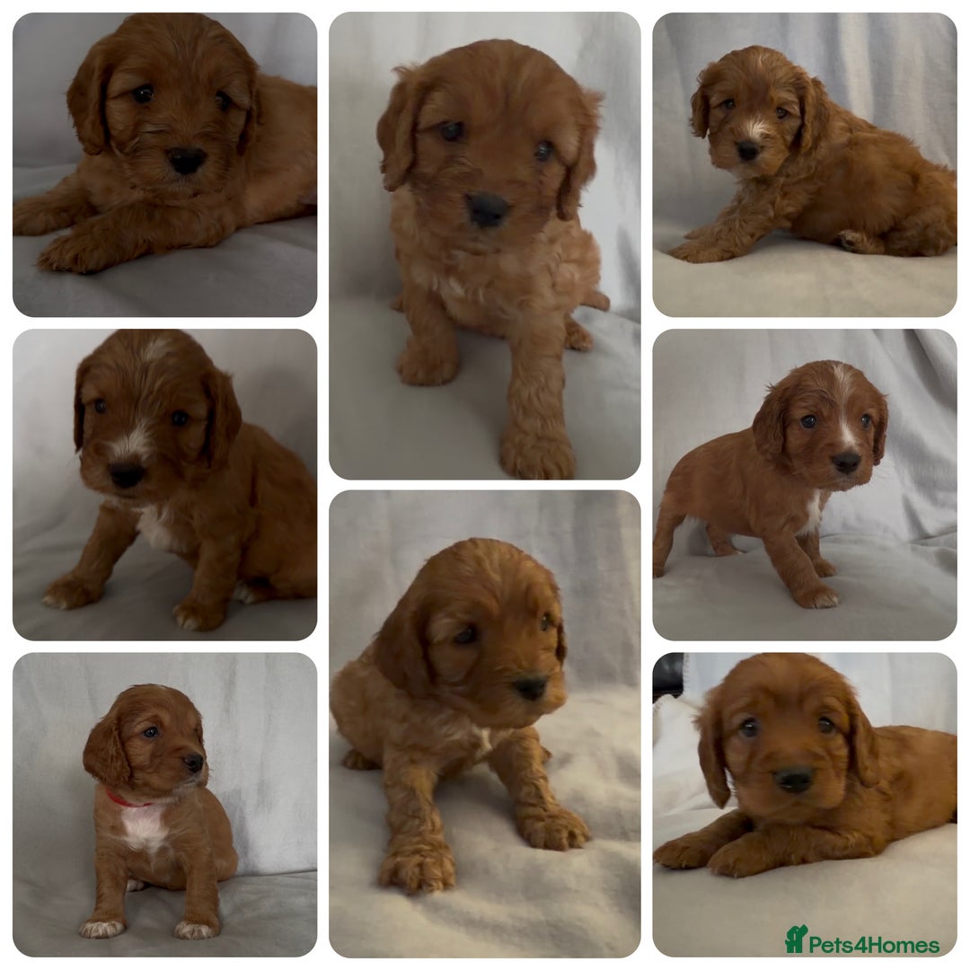 Mixed Breed dogs for sale: Cockapoo/Cavapoo Mix Puppies Available 10 Nov 25 - Image 3