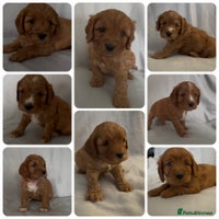 Mixed Breed dogs - Advert 11
