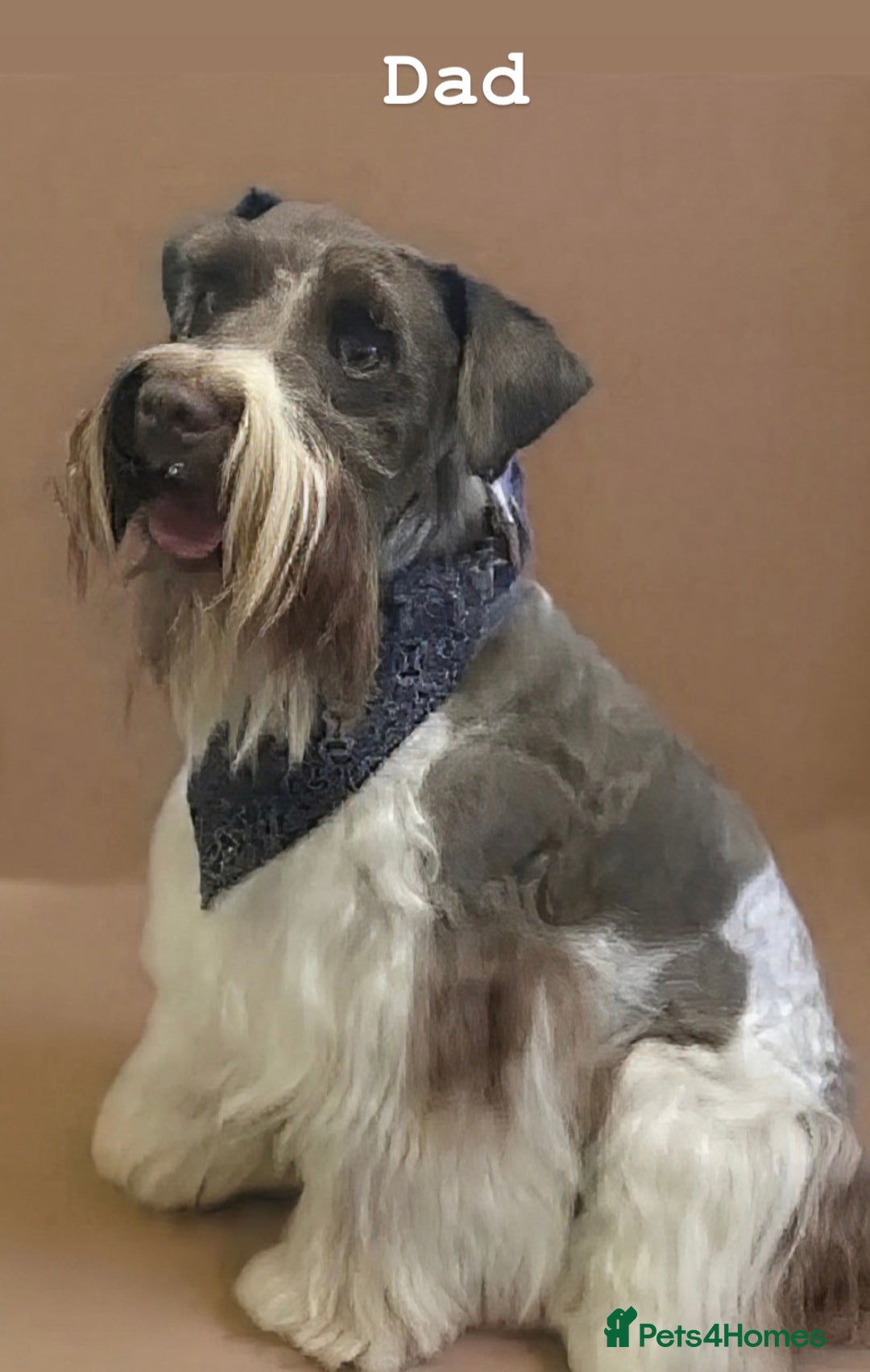 Miniature Schnauzer dogs for sale: Miniature Schnauzer Liver gene litter - Advert 2