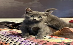 Oriental cats for sale: 5 STUNNING RAGAMESE/SIAMESE KITTENS - Image 11