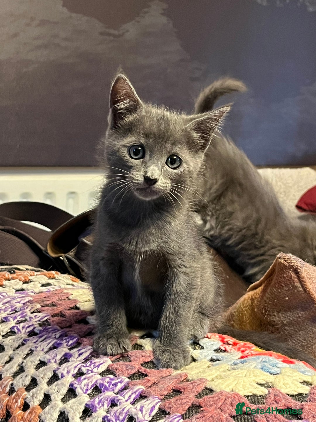 Oriental cats for sale: 5 STUNNING RAGAMESE/SIAMESE KITTENS - Image 11