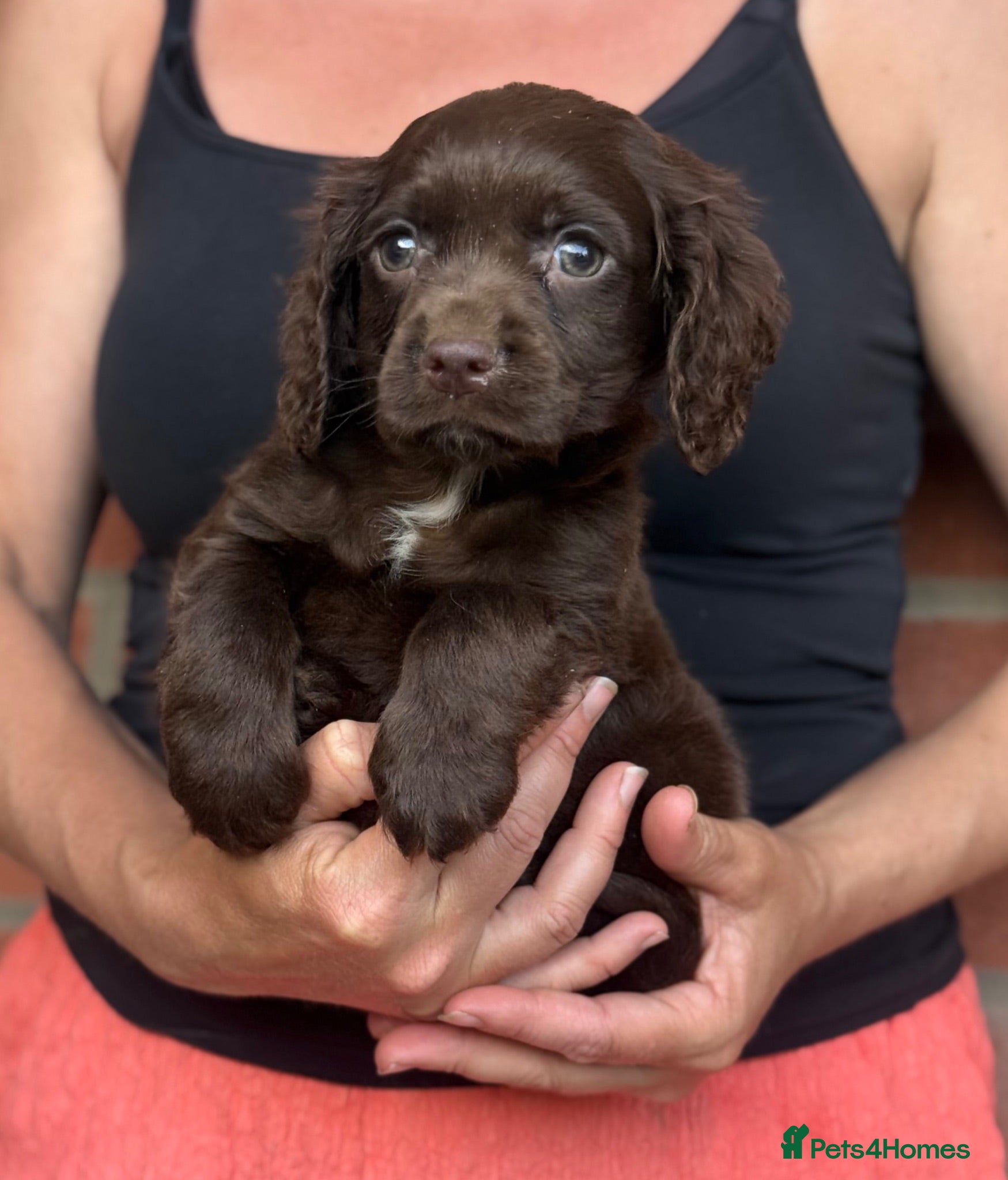 Cocker Spaniel dogs Cocker spaniel puppies  - Advert 1