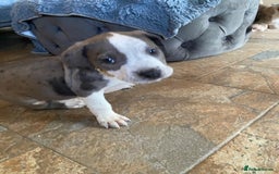 Mixed Breed dogs for sale: NORTH AMERICAN MASTIFF - Image 8