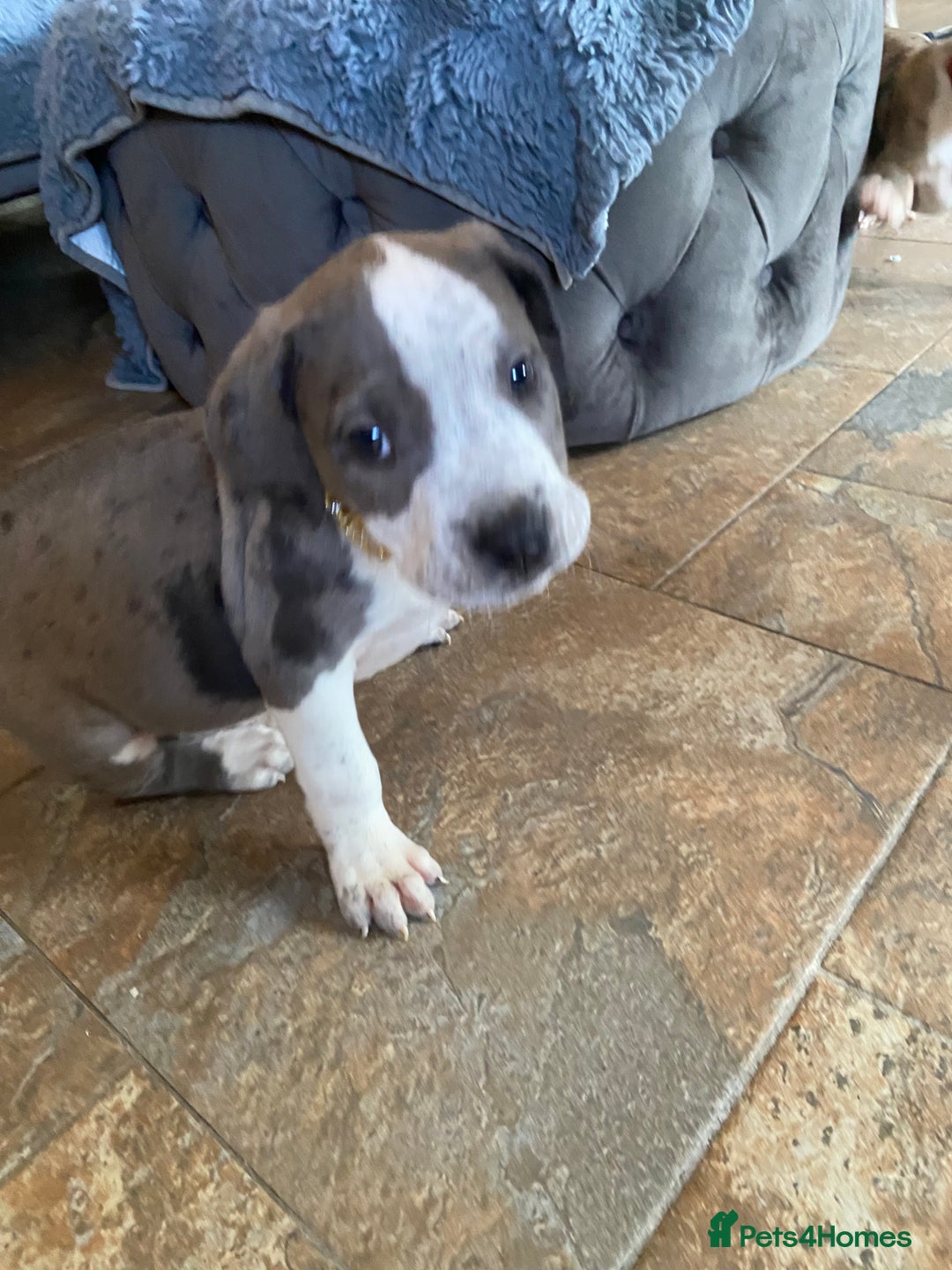 Mixed Breed dogs for sale: NORTH AMERICAN MASTIFF - Image 8