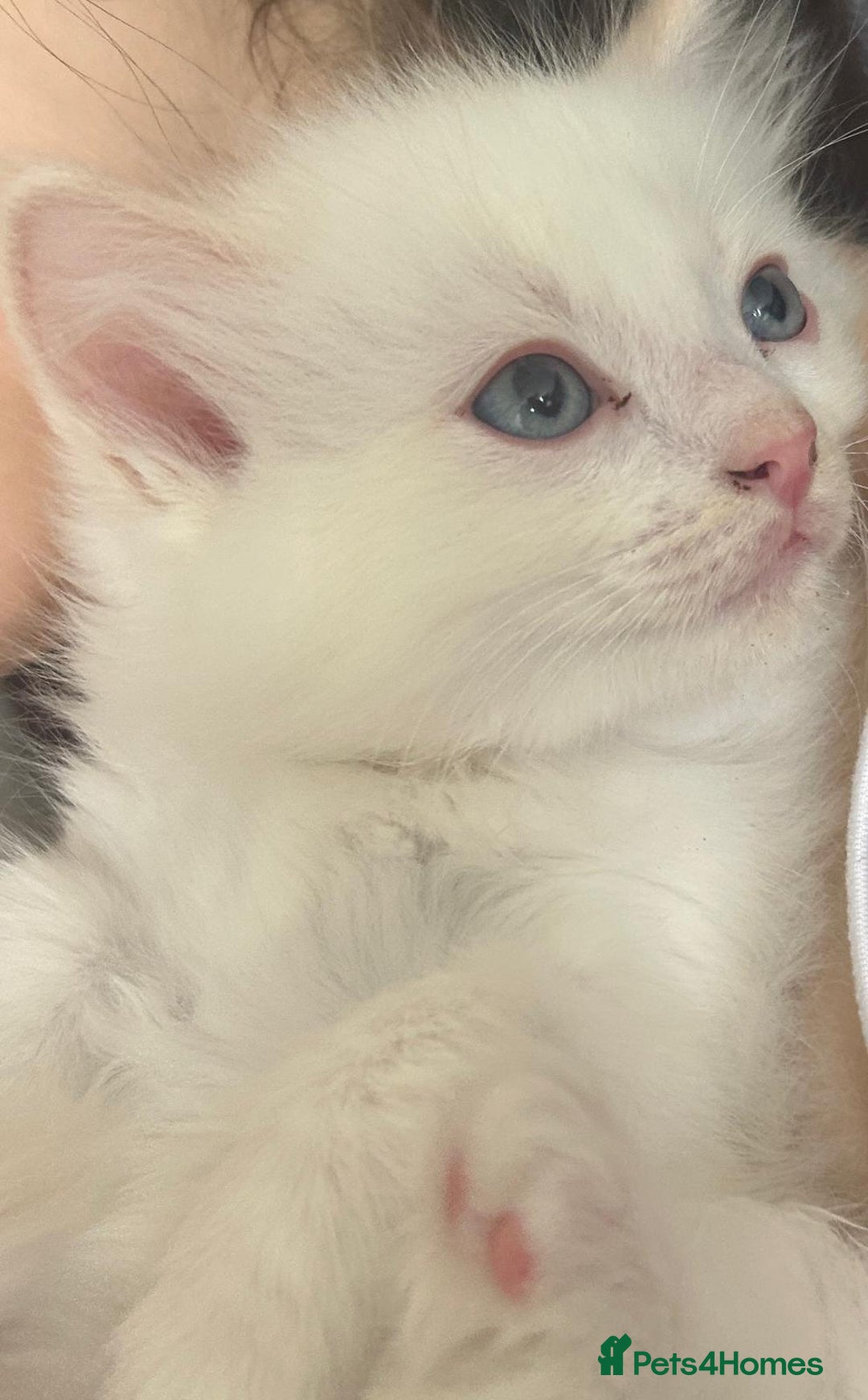Ragdoll cats for sale: Pure longhair Ragdoll Kittens - Raised with Soul - Image 9