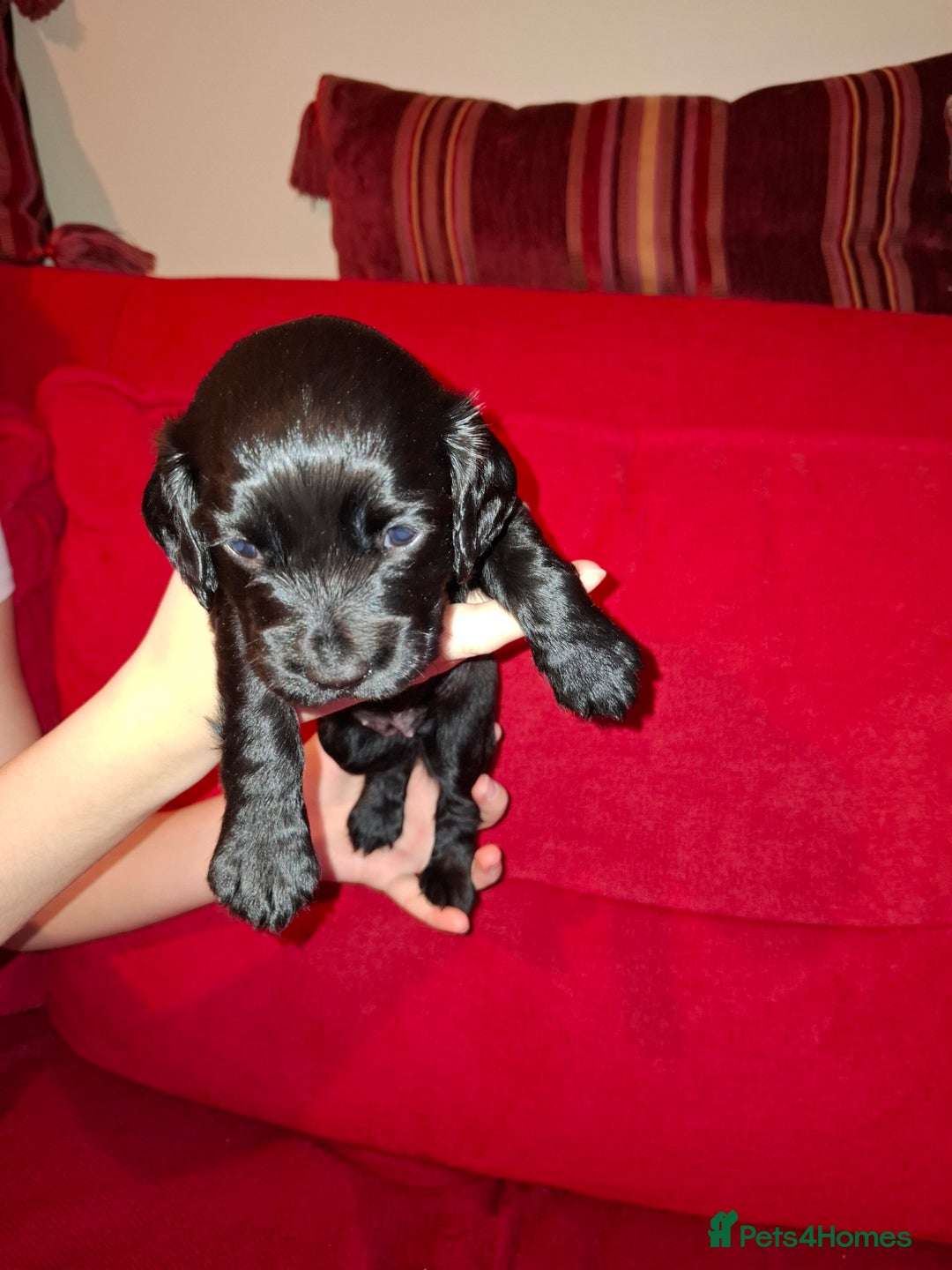 Cocker Spaniel dogs for sale: KC Registered Working Cocker Spaniel Puppies - Advert 4